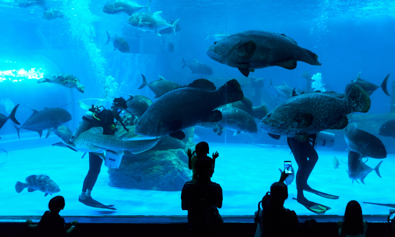 Entradas al Mall Aquarium y Underwater Zoo de Dubái Buendía Tours